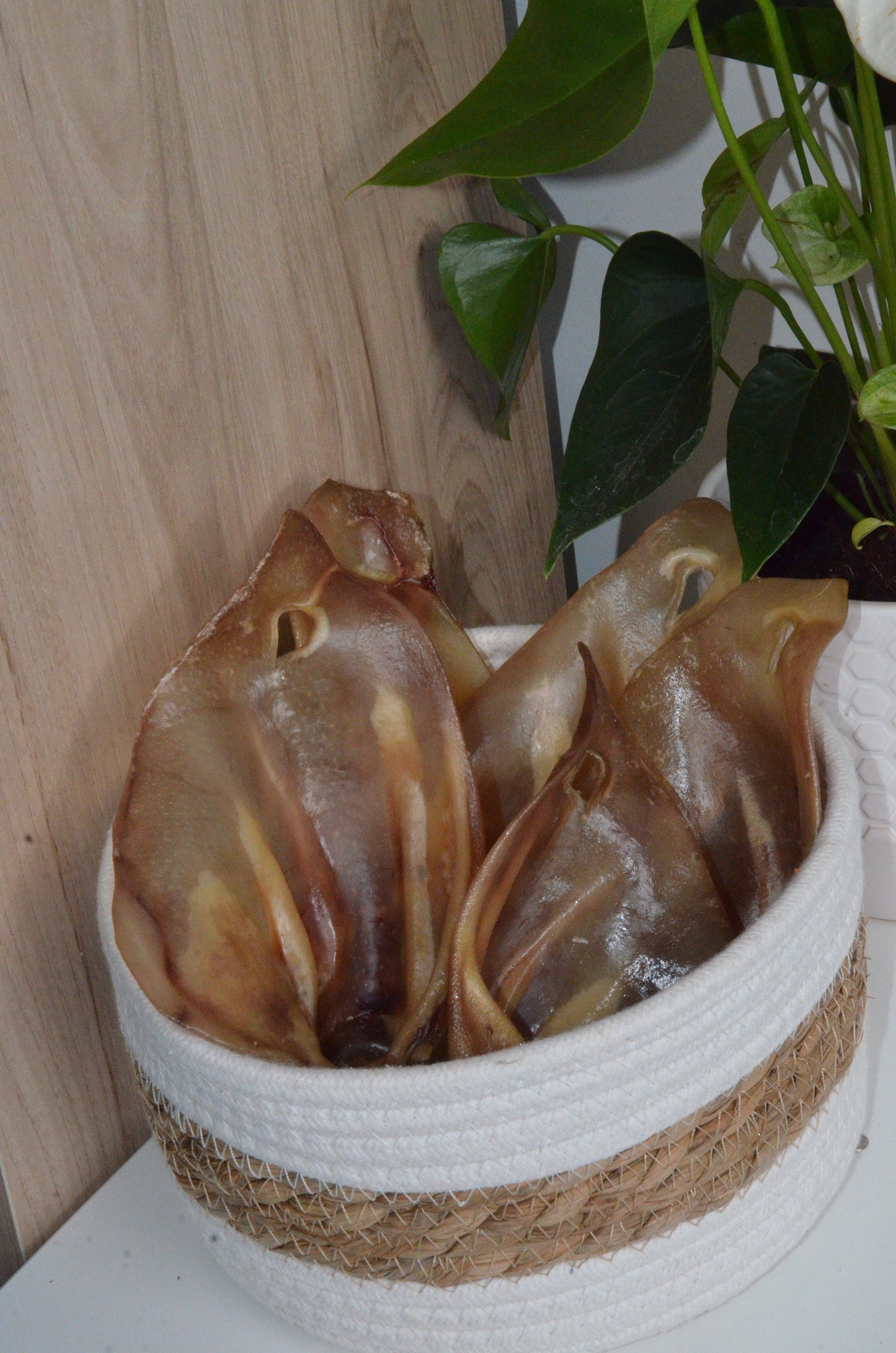 Oreille de porc avec pavillon