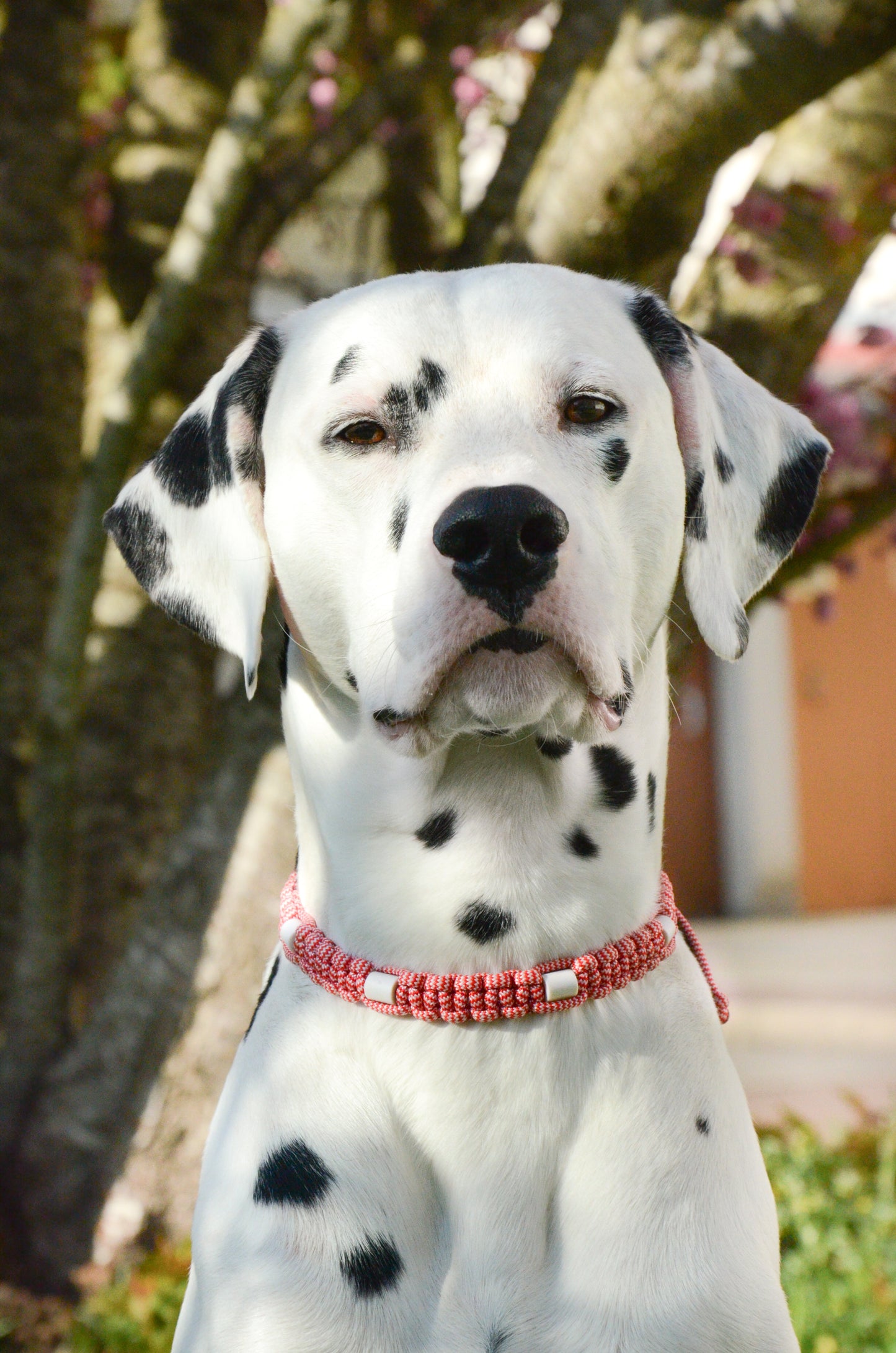 Collier perle EM - Paracrode