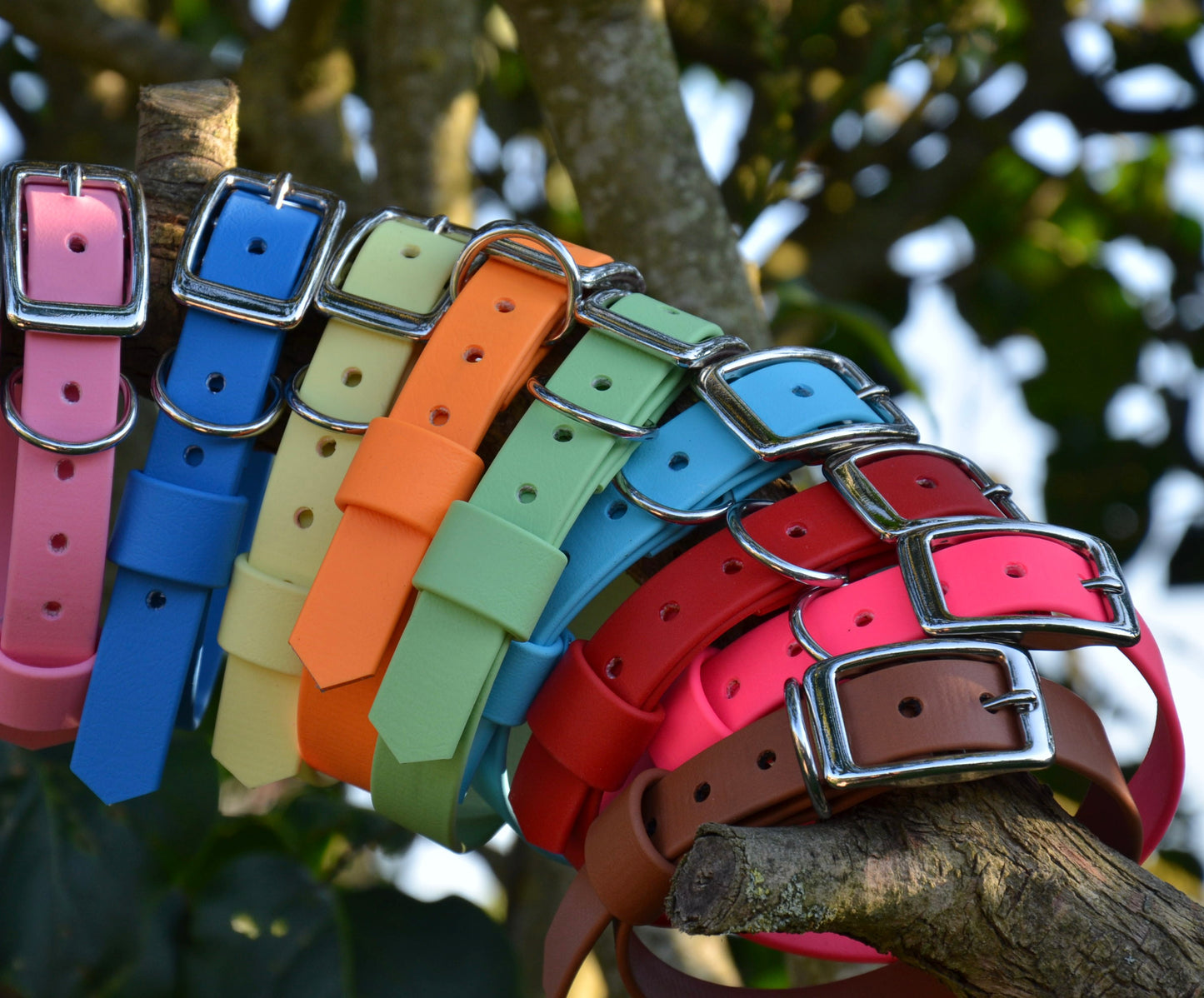kit de départ - Collier en biothane
