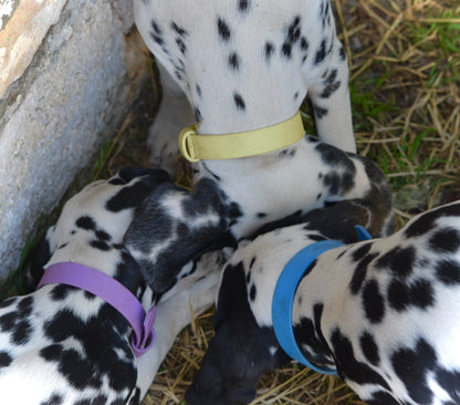 kit de départ - Collier en biothane