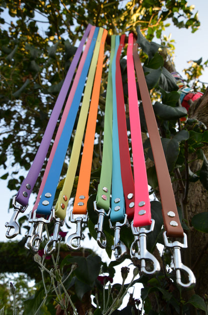 kit de départ - Collier en biothane